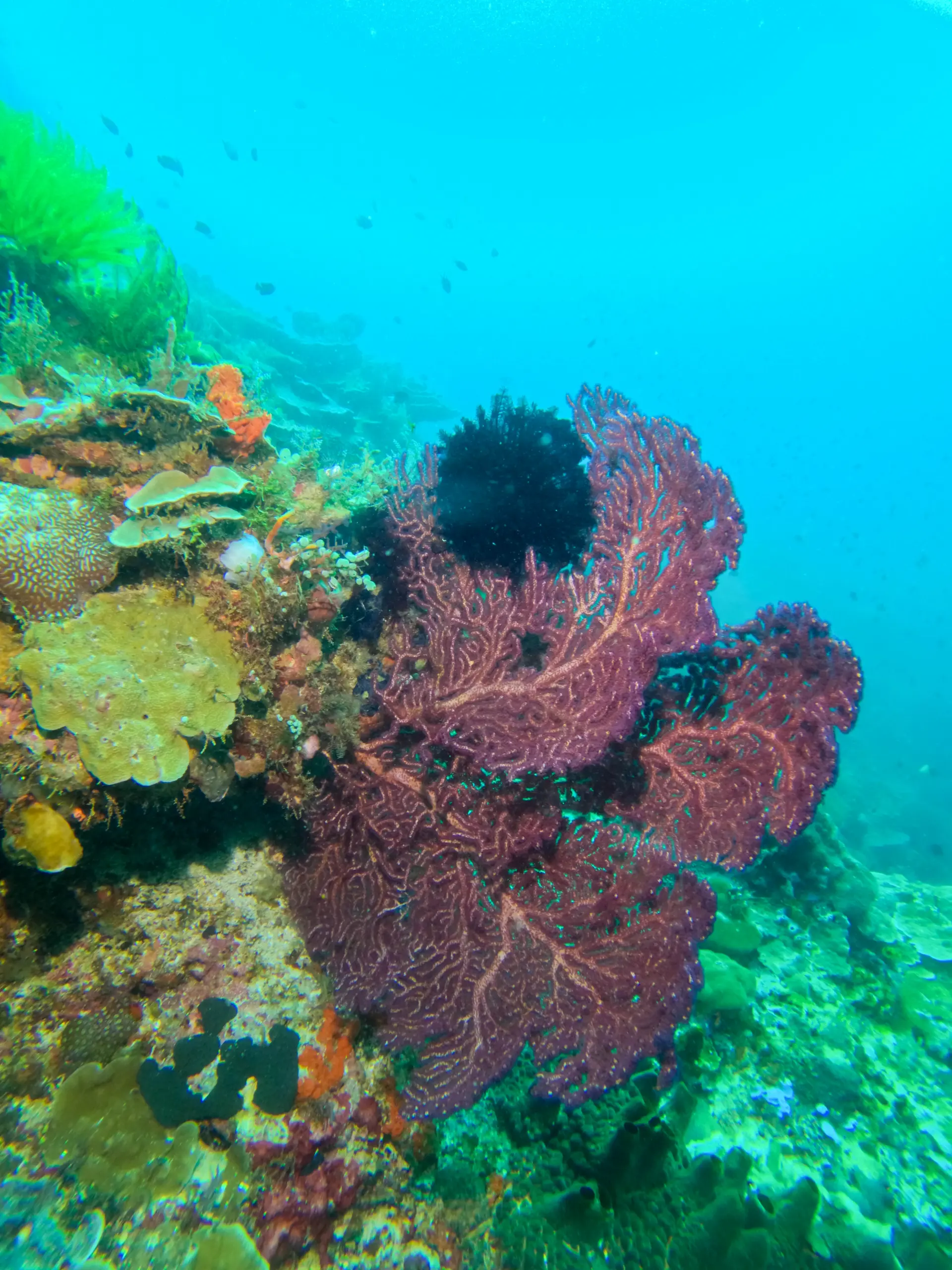 Dokumentasi suasana kegiatan dan acara Kilau Samudra Lestari Hidupkan Konservasi dan Wisata Laut Lukpanenteng di Banggai Kepulauan - foto 2
