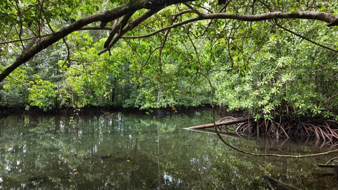 Pemandangan ekosistem terumbu karang branching coral di zona dangkal kolam air tawar alami Goa Buloling, Desa Sambulangan, Banggai Kepulauan