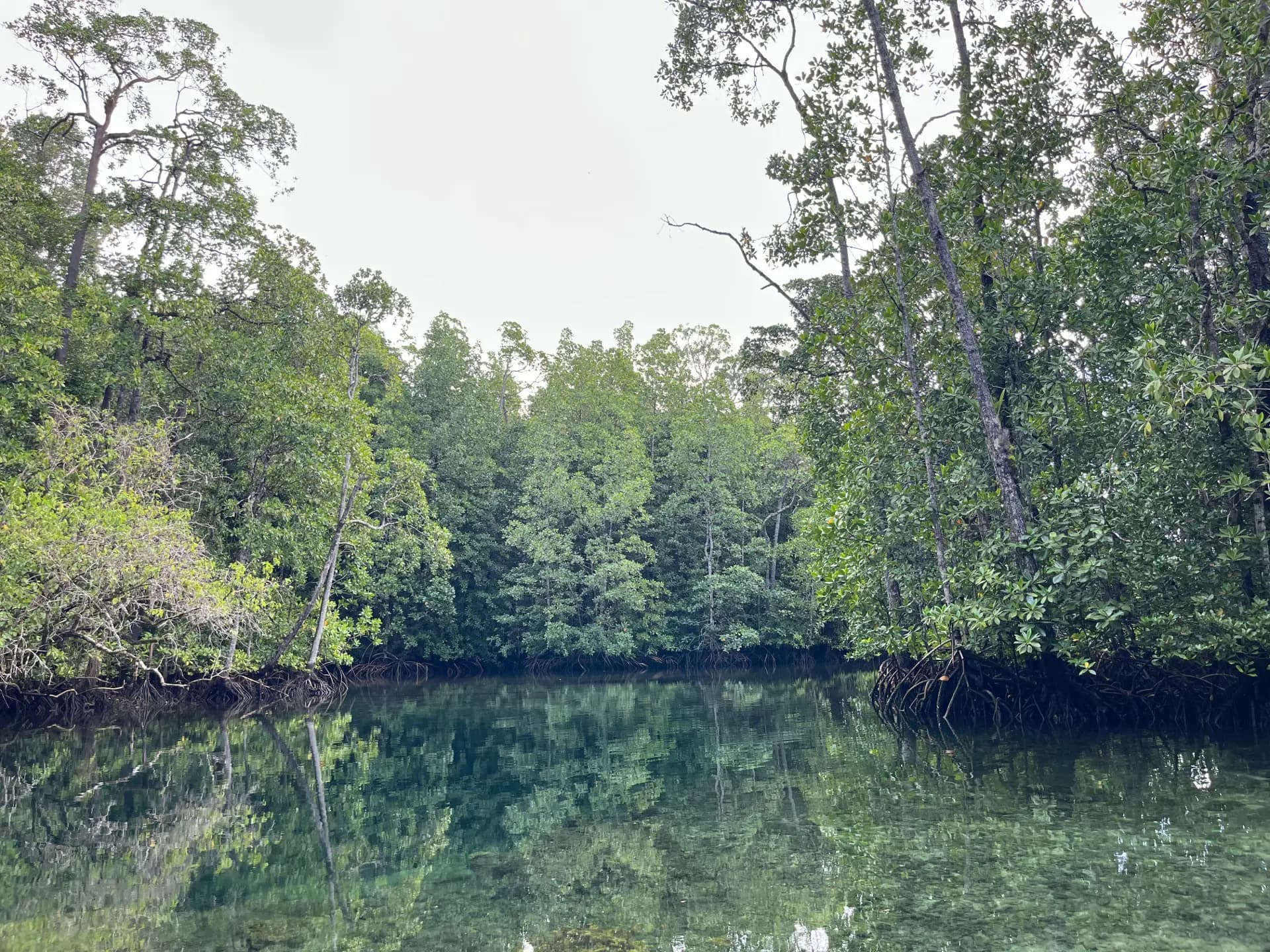 Pemandangan batas dinding drop-off vertikal yang curam di dalam Goa Buloling menuju ruang kedalaman cenote Banggai Kepulauan