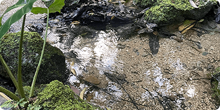 Situs Mata Air Bilabanggai